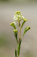 Amerikaanse Kruidkers; Virginia Peppergrass; Lepidium virginicum