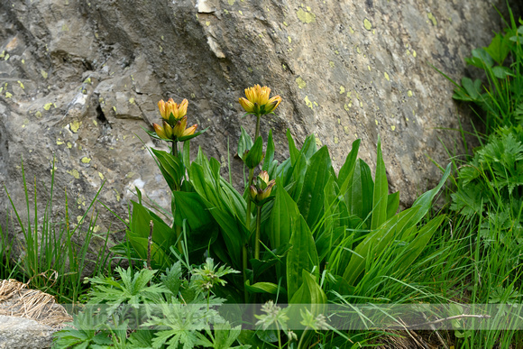 Gestippelde gentiaan; Spotted Gentian; Gentiana punctata