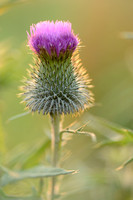 Speerdistel - Spear Thistle - Cirsium vulgaire