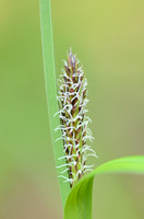 Scherpe Zegge; Slender Tufted-sedge; Carex acuta