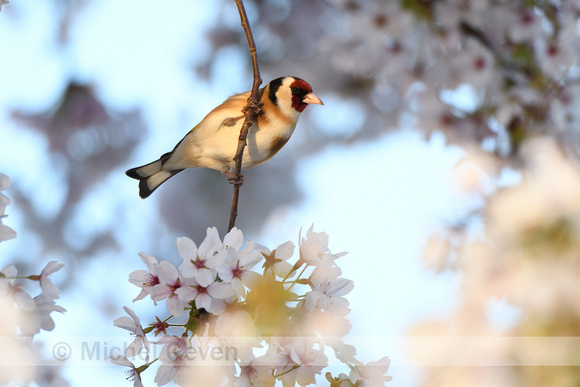 Putter; European Goldfinch; Carduelis carduelis