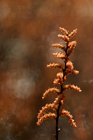 Wilde Gagel; Bog Myrtle; Myrica gale