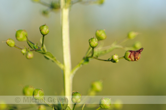 Gevleugeld Helmkruid; Green Figwort; Scrophularia umbrosa