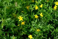 Jasminum fruticans