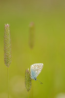 Bleek Blauwtje;Polyommatus coridon; Chalk-hill Blue;