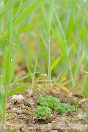 Grote Leeuwenklauw; Parsley-piert; Aphanes arvensis