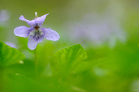 Donkersporig Bosviooltje; Early Dog Violet; Viola riviniana