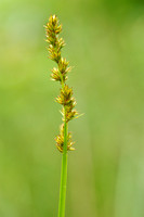 Voszegge - Fox Sedge - Carex vulpina