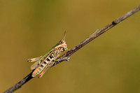 Snortikker; Lesser Grasshopper; Chorthippus mollis