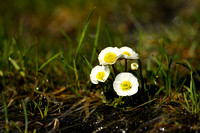 Gletsjerboterbloem; Ranunculus glacialis