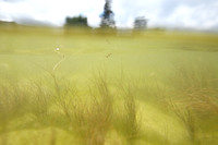 Draadfonteinkruid; Slender-leaved Pondweed; Potamogeton filiform