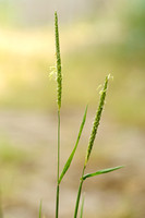 Duist - Blackgrass - Alopecurus myosuroides