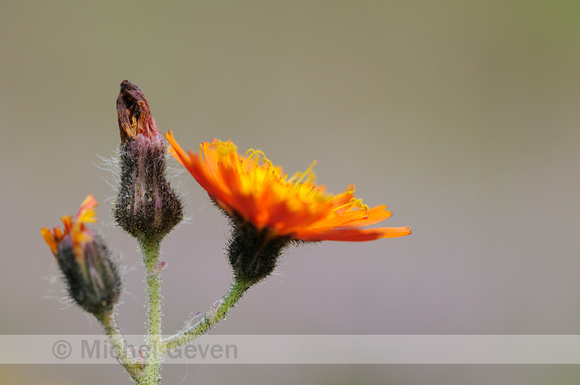 Oranje Havikskruid; Orange Hawkweed; Hieracium aurantiacum;