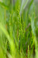 Stijf Hardgras - Fern-grass - Catapodium rigid
