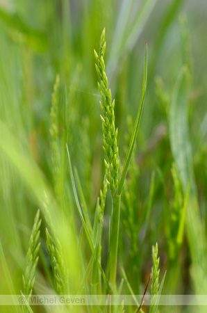 Stijf Hardgras; Fern-grass; Catapodium rigid