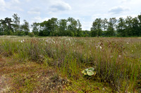 Canadese rus; Canadian rush; Juncus canadensis