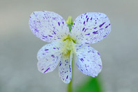Dooryard Violet; Viola sororia 'Freckles'