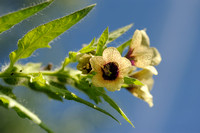 Bilzekruid; Black henbane; Hyoscyamus niger;