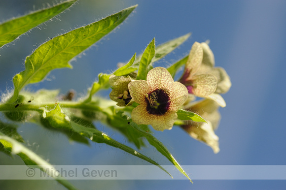 Bilzekruid; Black henbane; Hyoscyamus niger;