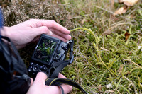 Grote Wolfsklauw; StagÕs-Horn clubmoss; Lycopodium clavatum