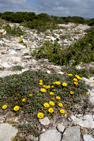 Dukaatbloem; Pallenis maritima