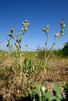 Kegelsilene; Sand Catchfly; Silene conica