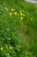 Europese Trollius; Globeflower; Trollius europaeus