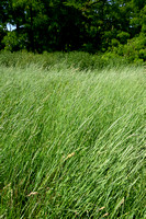 Veldkweek; Elymus campestris; subsp. campestris