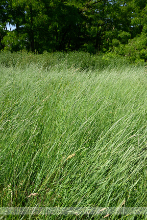 Veldkweek; Elymus campestris; subsp. campestris