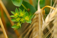 Doorwas; Thorowax; Bupleurum rotundifolium;