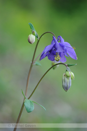 Wilde Akelei; Aquilegia vulgaris; Columbine;