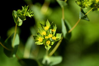 Doorwas; Common HareÕs-ear; Bupleurum rotundifolium