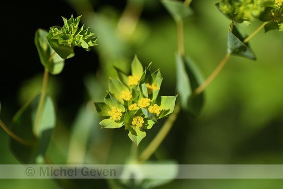 Doorwas; Common HareÕs-ear; Bupleurum rotundifolium