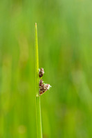 Driekantige bies; Triangular club-rush; Schoenoplectus triqueter