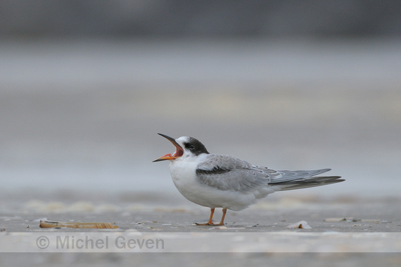 Visdief; Common Tern; Sterna hirundo