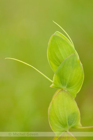 Naakte Lathyrus; Yellow Vetchling; Lathyrus aphaca