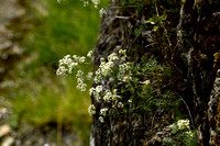 Galium timeroyi