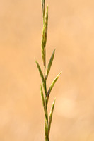 Brachypodium phoenicoides