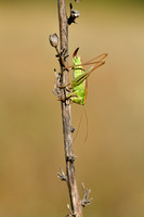 Lichtgroene sabelsprinkhaan; Bicolour Meadow Bush-cricket; Bicol