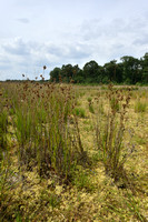 Canadese rus; Canadian rush; Juncus canadensis