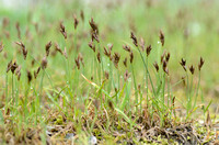 Vroege Zegge; Early Sedge; Carex praecox