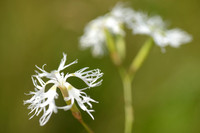 Prachtanjer - Superb Pink - Dianthus superbus