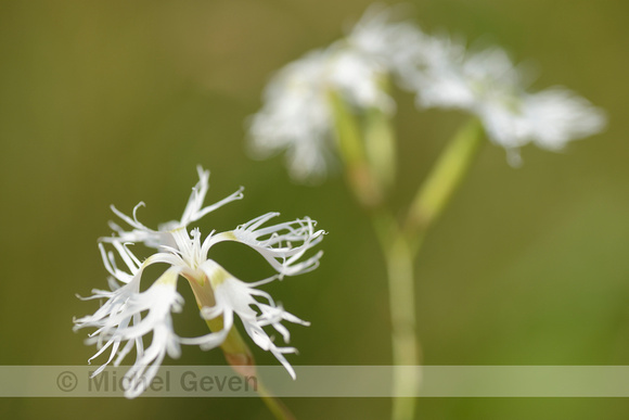 Prachtanjer; Superb Pink; Dianthus superbus