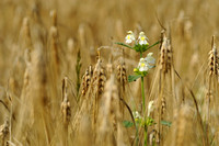 Bleekgele Hennepnetel; Downy Hemp Nettle; Hempnettle; Galeopsis