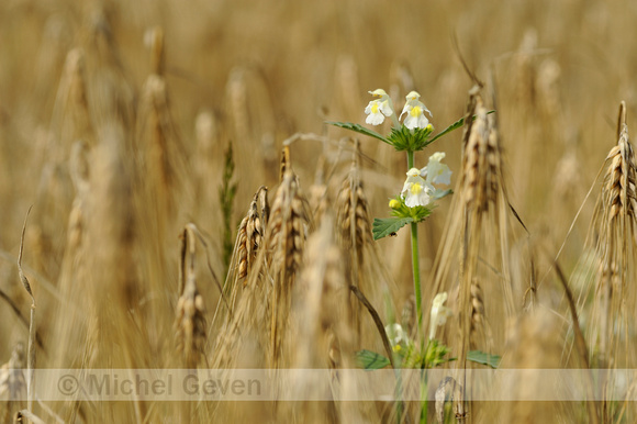 Bleekgele Hennepnetel; Downy Hemp Nettle; Hempnettle; Galeopsis