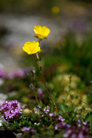 Donzige ganzerik - Alpine Cinquefoil - Potentilla crantzii