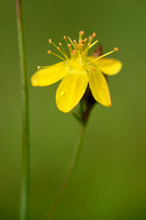 Fraai Hertshooi; Slender St. John's-wort; Hypericum pulchrum