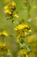 Frans hertshooi; Hypericum x desetangsii; Hypericum perforatum x