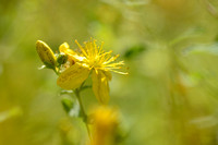 Frans hertshooi; Hypericum x desetangsii; Hypericum perforatum x