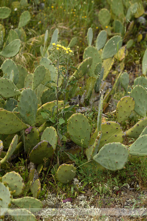 Andryala integrifolia